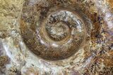 Jurassic Ammonite Fossil - Madagascar #77645-1